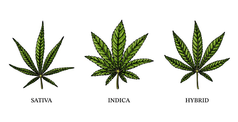 Indica Vs. Sativa Vs. Hybrid: A Strain For Every Occasion – 2nd Wife 