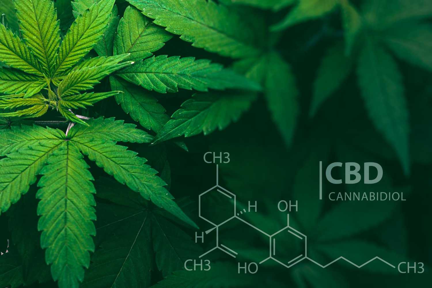 Everything You Need to Know About HempDerived CBD 2ND WIFE CBD Gummies